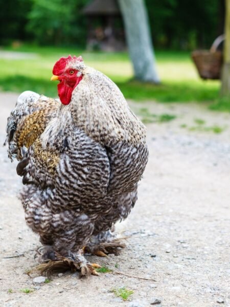 large cochin rooster