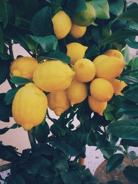 Drawf Lemon Tree with ripe lemons that are ready to pick