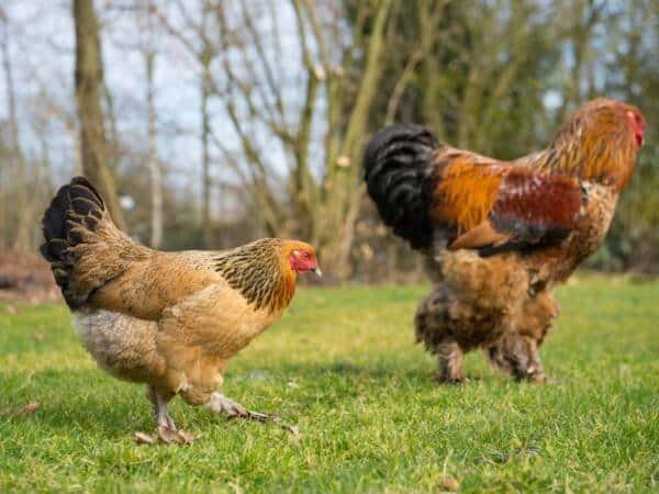 Colorful chickens with feathered feet in a grassy outdoor setting.