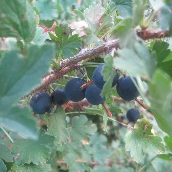 Foraging Wild Gooseberries