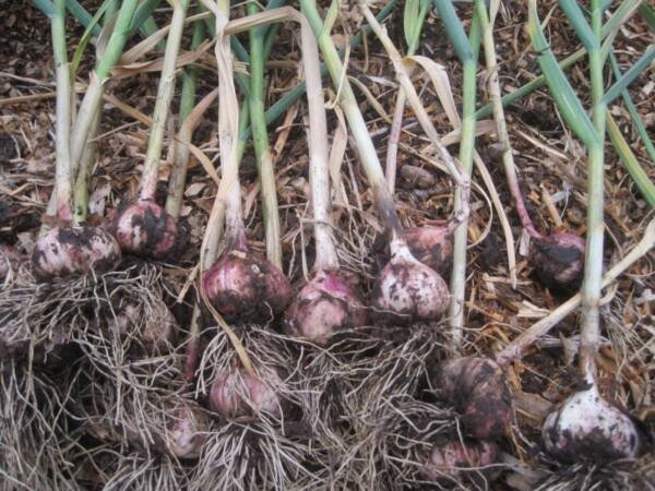 Fresh Dug Garlic