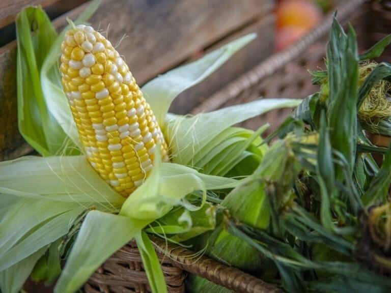 Fresh Ear of Corn
