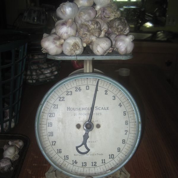 Homegrown garlic bulbs on an antique household scale.