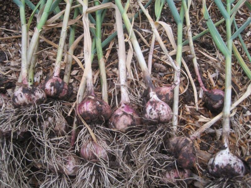 Garlic bulbs planted in soil with green shoots emerging for early spring harvest.