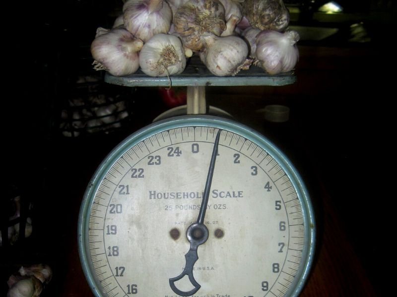 fresh garlic on an old-fashioned scale