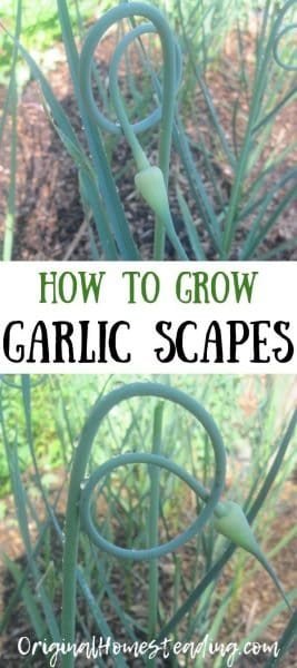 GARLIC & GARLIC SCAPES | Delicious Early Garden Crop promo image