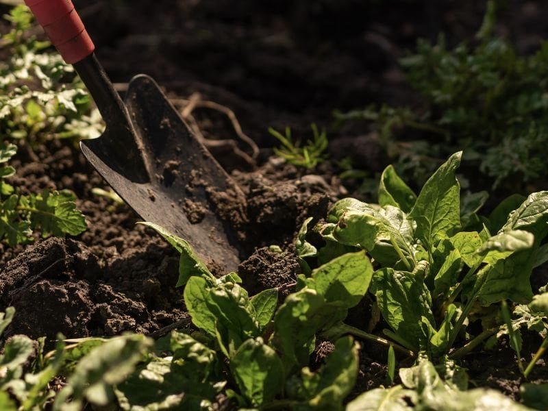 Close-up of a garden trowel in rich, dark soil with green plants, illustrating soil improvement tech.