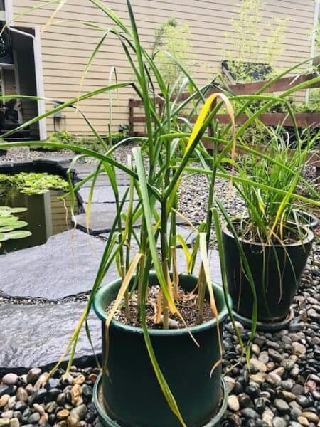 Healthy garlic plant ready for fall planting.