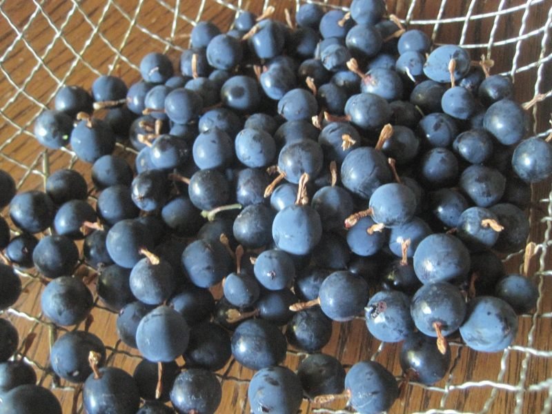 Freshly Picked Wild Gooseberries (4)