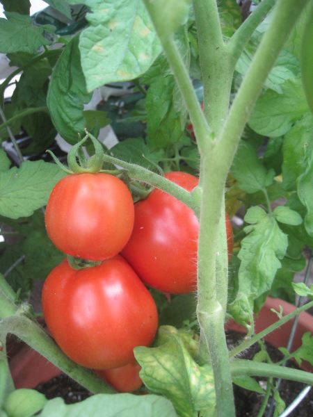 Greenhouse Tomatoes