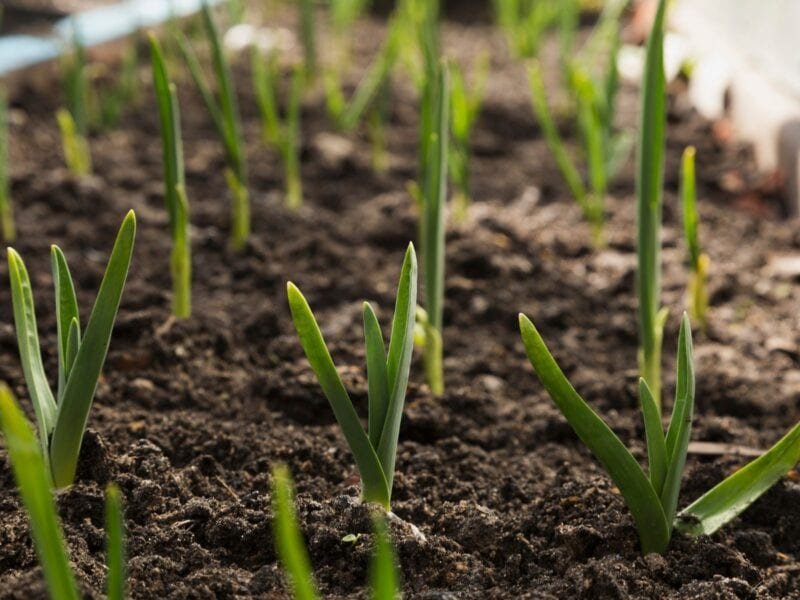 young spring garlic plants