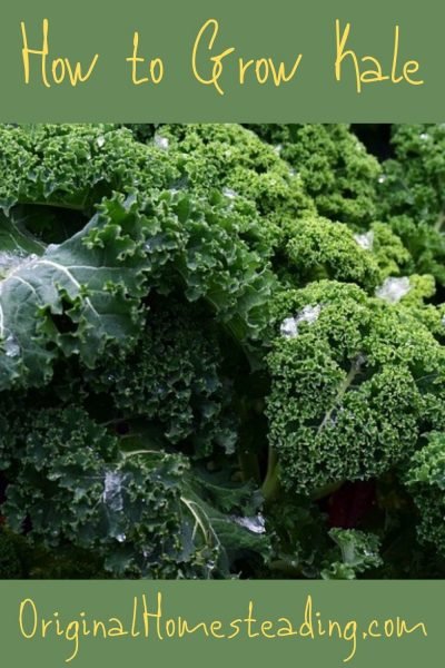 How to Grow Kale ~ Your Garden's Ultimate Super Hero promo image