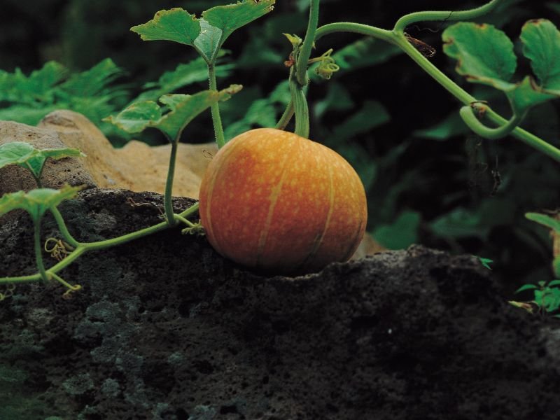 a pumpkin growing in a garden