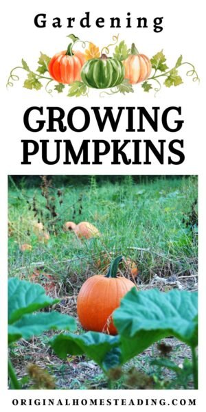 promo image for what pumpkin plants look like