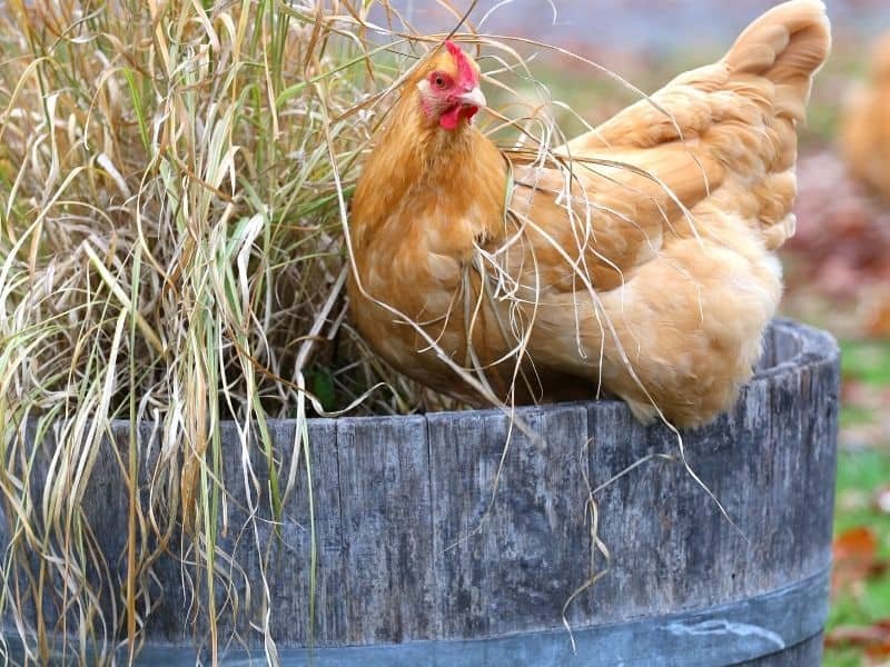 Happy Buff Orpington Hen sitting in a flower planter