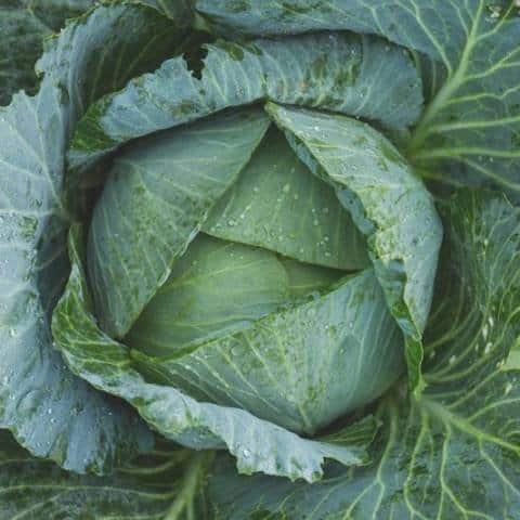 Head of Cabbage that is ready to be harvested