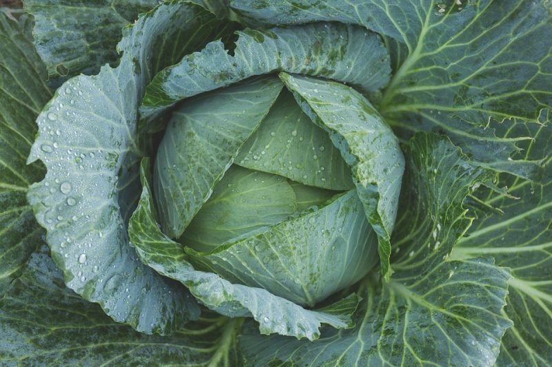 Head of Cabbage growing in the garden