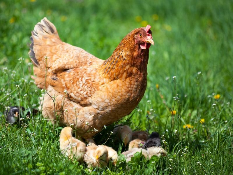 Hen and Chicks in a Grassy Pasture