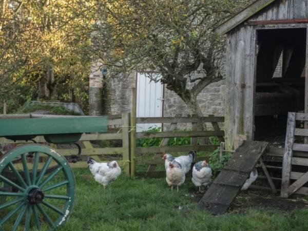 happy backyard farm chicken peeking around the grassy field