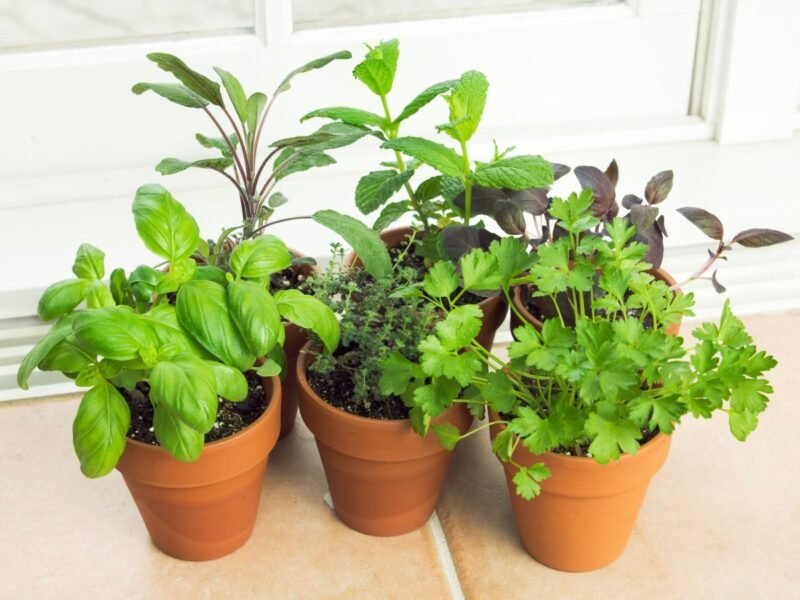 herbs potted in healthy organic potting soil on a table