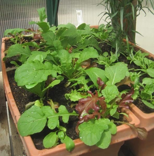 Lettuces Growing in a Planter