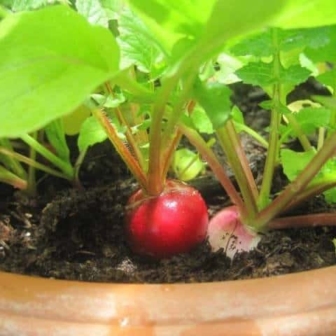 Homestead Radishes in a Pot