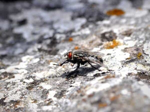 pesky house fly on a rock