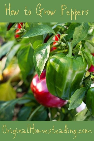 Peppers growing on a pepper plant in a garden