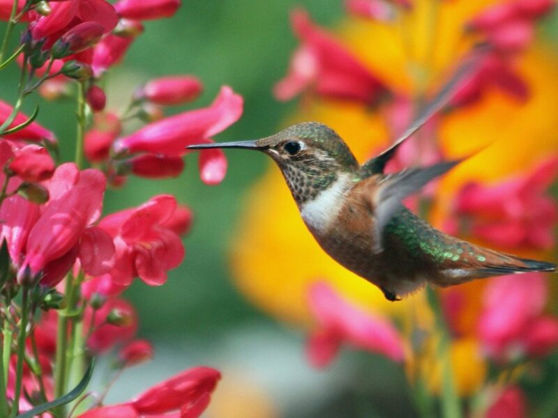 hummingbird hovering while drinking nectar from pink bell flowers