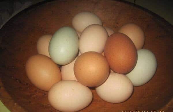 fresh green and brown Eggs in a wooden bowl