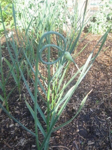 Garlic Scapse with Seed Pod