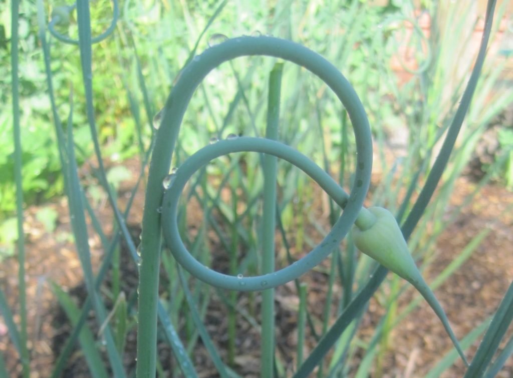 Garlic Scapes In Garden