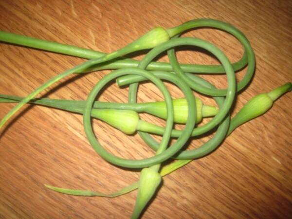 Harvested Garlic Scapes