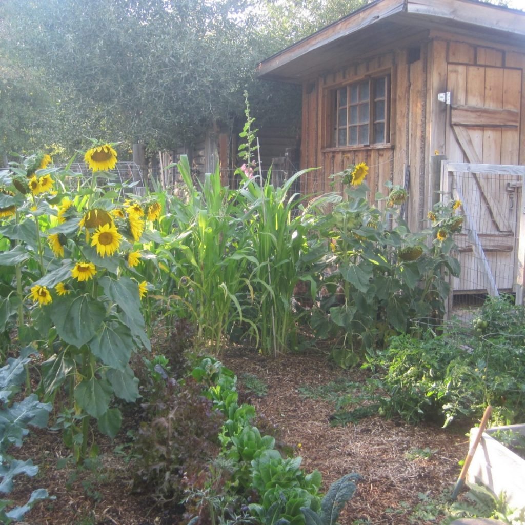 Sunflowers in Garden at Stoney Point
