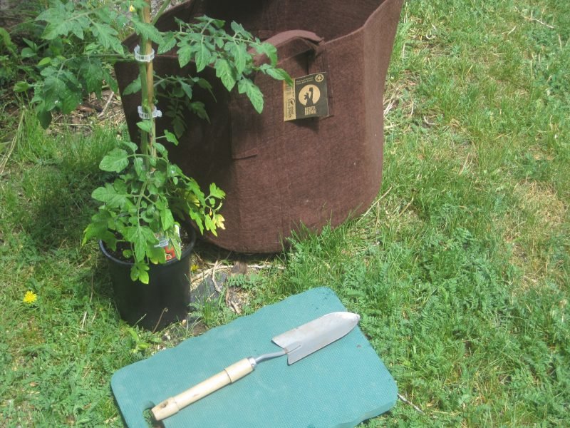 growing bag, tomato plant and small trowel