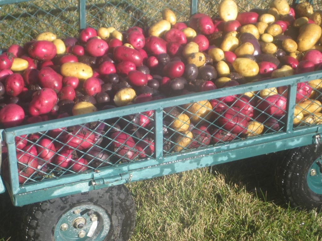 freshly dug Red, yellow and purple potatoes in a all-terrain wagon