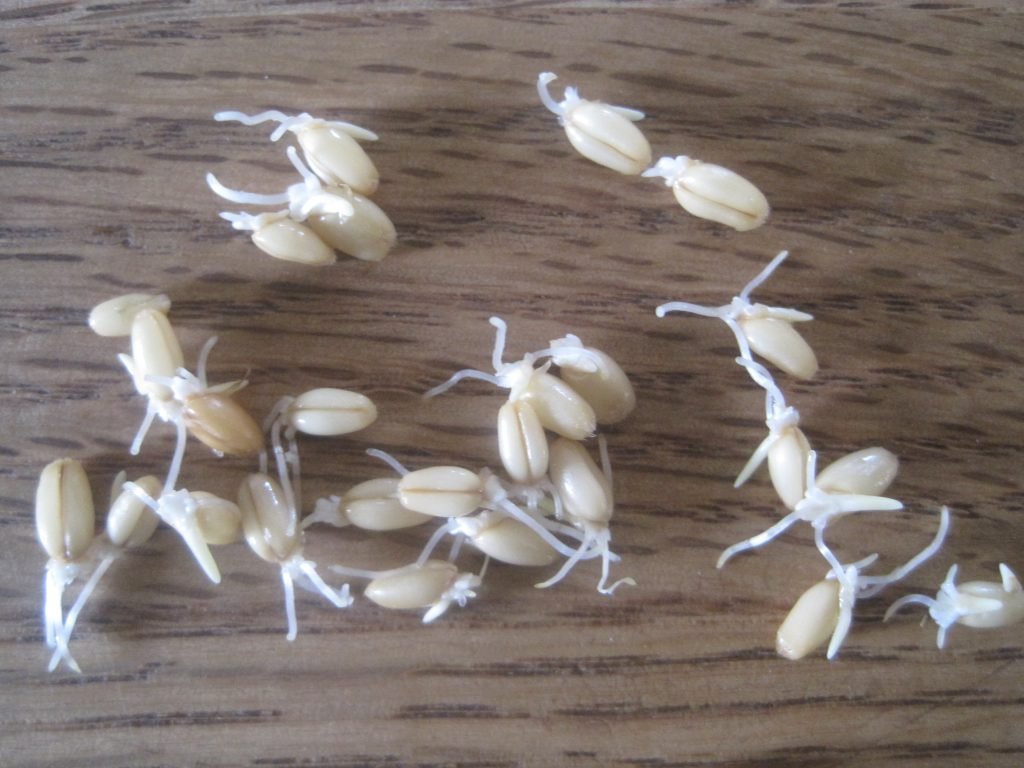 wheat grain starting to sprout