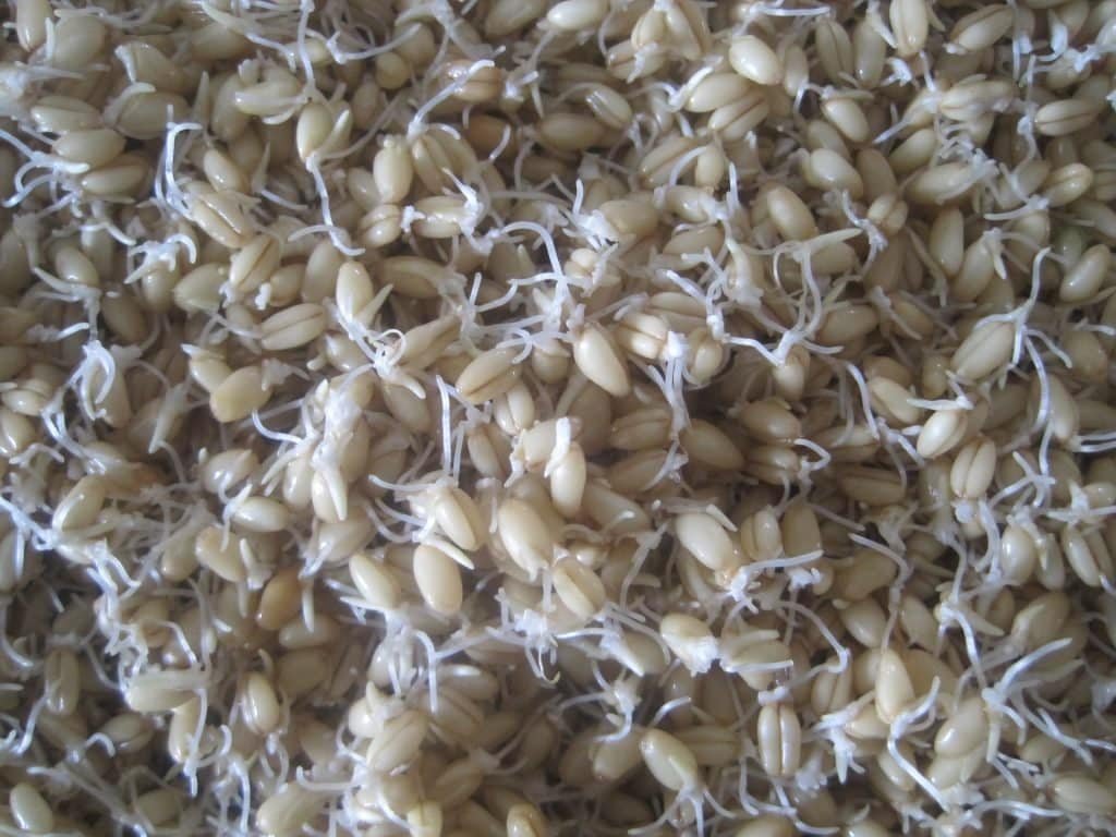 sprouted wheat growing