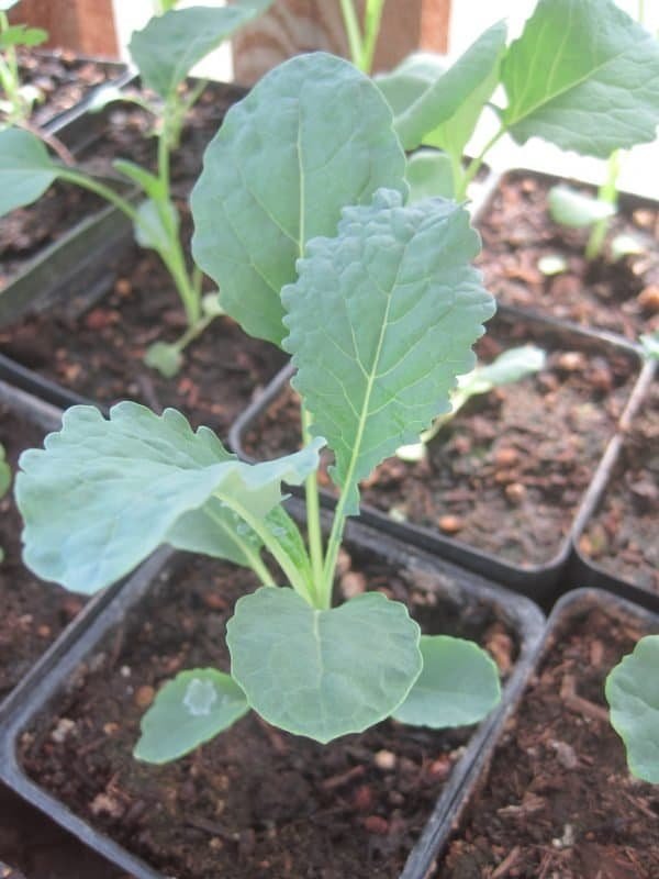 Control Cut Worms Naturally | In One Easy Step
