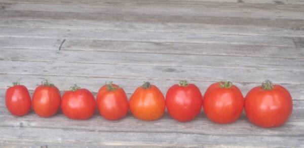 huit tomates de notre serre alignées en rang sur un portique en bois. porche