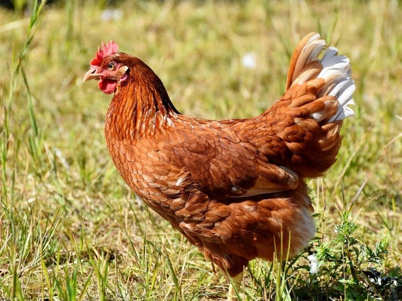 Isa Brown Hen are one of the world's best egg laying chickens