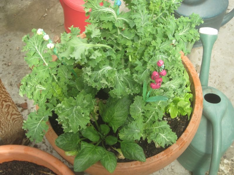 Kale in Garden Pot growing in a greenhouse during the winter