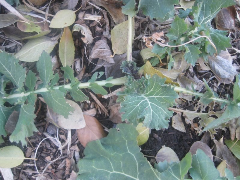 Kale in the Fall garden