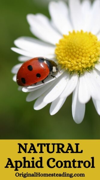 Ladybug on daisy flower for natural aphid control in gardens.