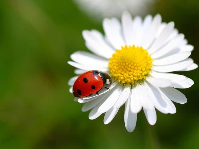 Ladybug on a a Daisy
