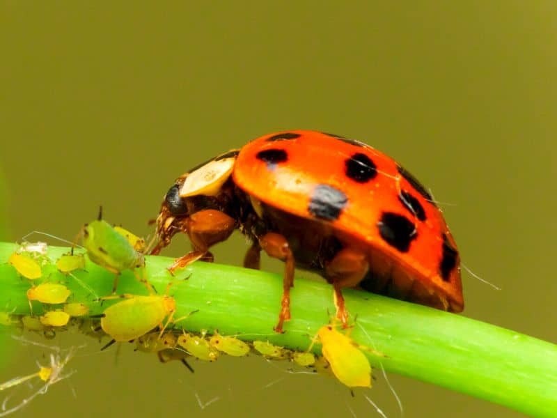 Aphids infestation on indoor and outdoor plants, showing tiny pests on the stem.
