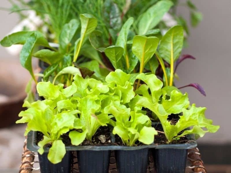 think about starting garden seeds indoors