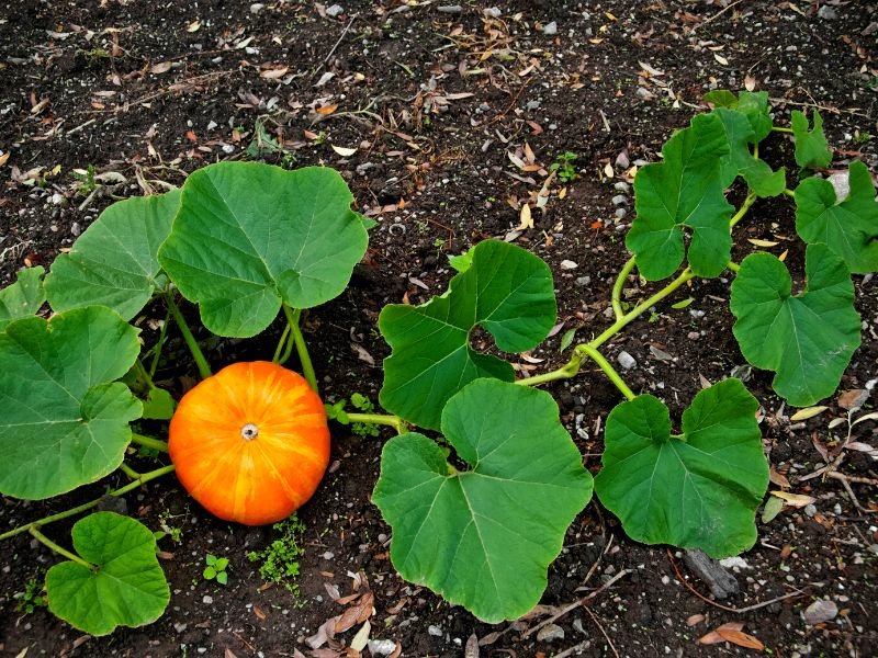 miniature pumpkin growing in a garden