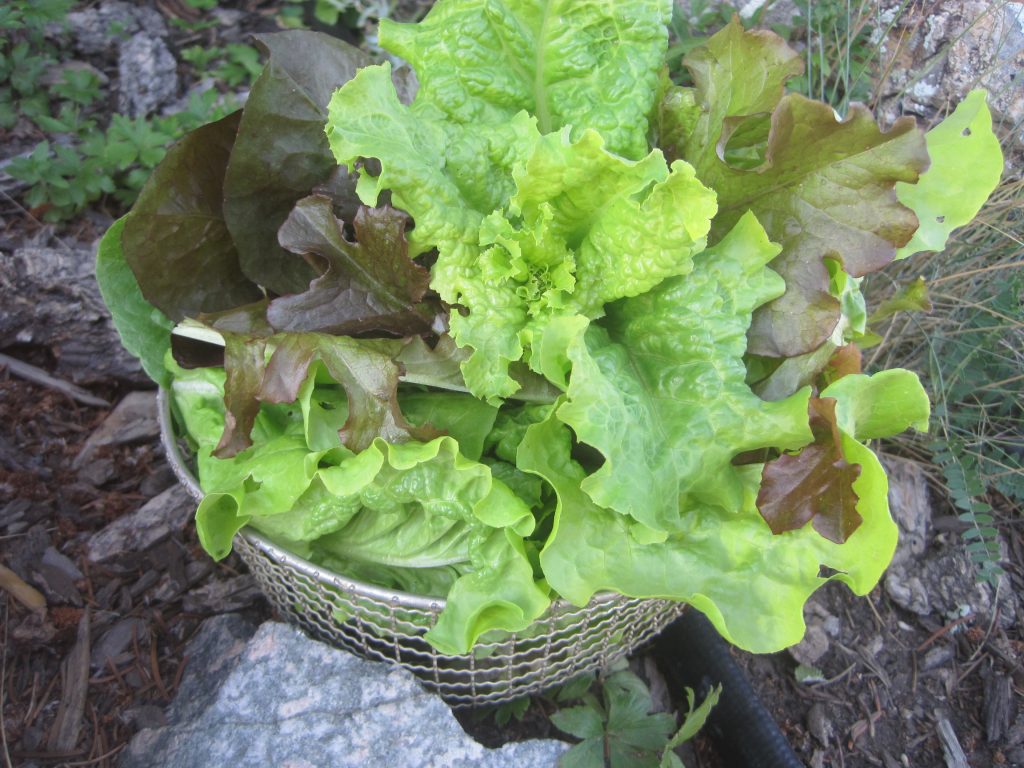 a basket of Cut and Come Again Lettuce that has been freshly picked from the garden