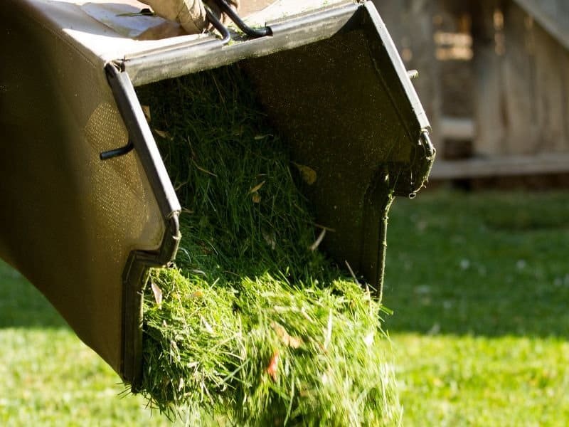 mulch for healthier lawn shows grass clippings from a mower bag